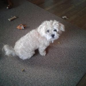 Meet your Posher, Patricia